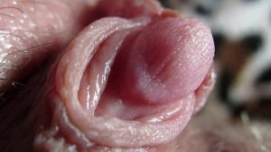 Gros plan sur le clitoris très noir dune femme arabe – Film x